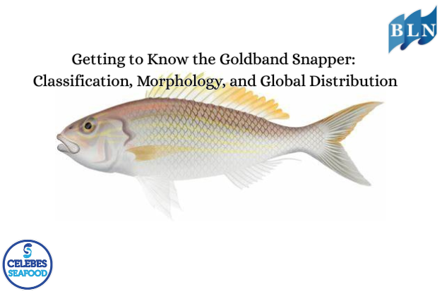Getting to Know the Goldband Snapper: Classification, Morphology, and Global Distribution